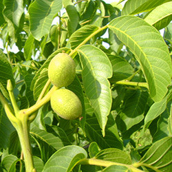 hunlife alapanyag diólevél