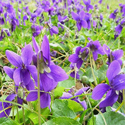 hunlife alapanyag ibolya illóolaj