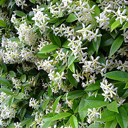 hunlife alapanyag jázmin