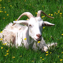 hunlife alapanyag kecsketej