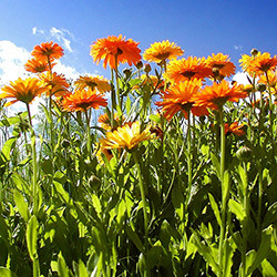 hunlife alapanyag körömvirág