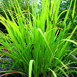 hunlife alapanyag pálmarózsa illóolaj