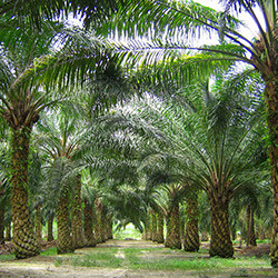 hunlife alapanyag pálmaolaj