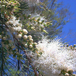 hunlife alapanyag teafa illóolaj