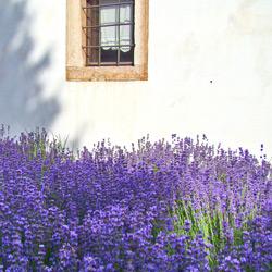 hunlife alapanyag levendula